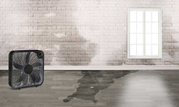 Best Basement water damage restoration  in Brevard, NC